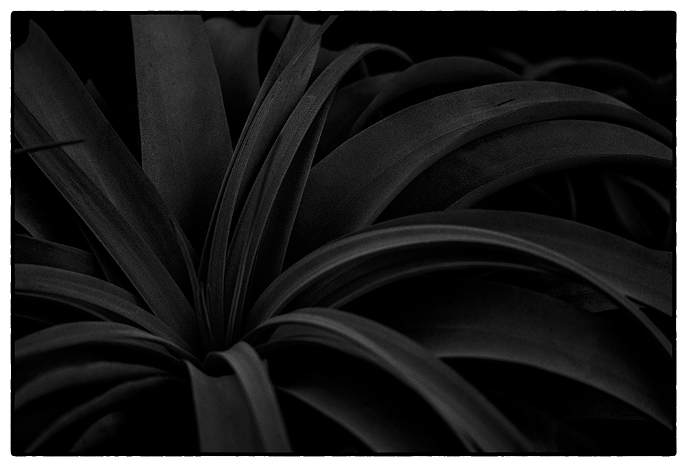 NOIR BY KEI NINOMIYA